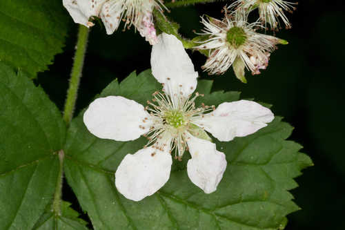 Rubus allegheniensis #16